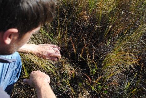 Reunited at last! Stellenbosch BG Curator Martin Smit spots the elusive Droser regia. Hans Herre Stellenboschs BG’s first curator re-discovered this species growing in Bainskloof after four days of hiking in the remote valley.