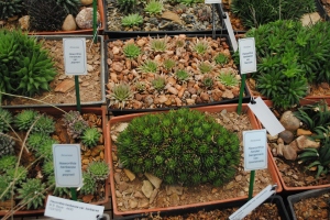 Haworthia herbacea var flaccida (Amazing cushion forming specimen) and rock mulch example behind