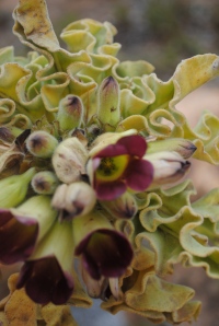 Pachypodium namaquanum flower 1