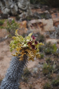Pachypodium namaquanum flower