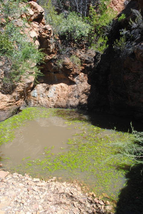 A water supply in close proximity to cave the aquis plant aponogeton distachyos traditionally eaten as food source in South Africa
