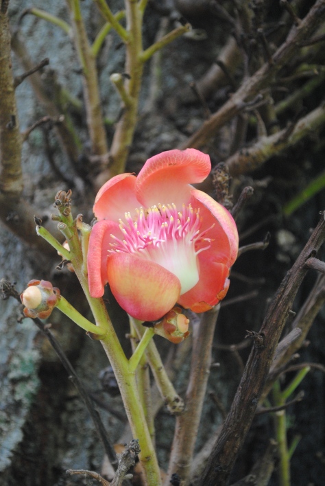 Flower of the Cannon Ball Tree (Couroupita guianensis)