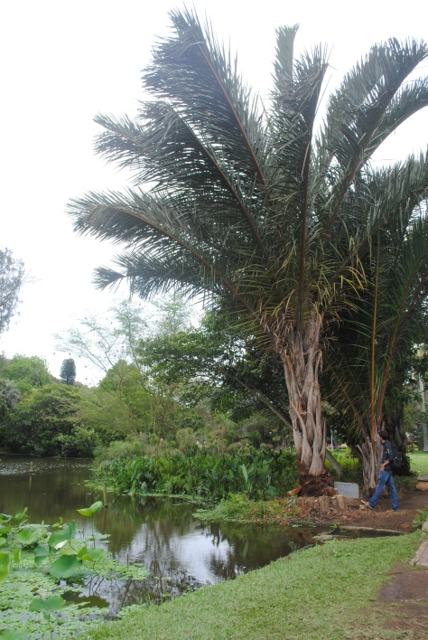 A specimen of the Kosi Bay Palm (Raphia australis) which boasts the largest leaves of any plant in the world. Raphia australis is the only palm tree native to South Africa and is monocarpic, meaning it flowers only once in its life.  ( 6ft+ Homo sapian at bottom right for scale)