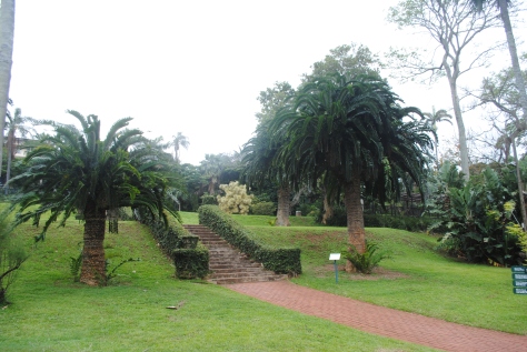 Pathway leading up to the former site of victorian style glass house. The tree cycad specimens adjacent to the walk are the extinct in the wild cycad Encephalartos woodii.  