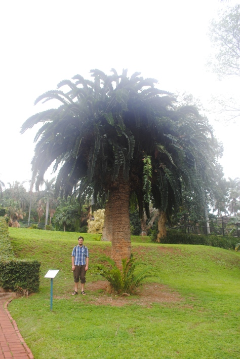Encephalartos woodii with homo sapian for scale. This magnificent cycad was restricted to a tiny population in the Kwazulu-Natal province.  Only male plants of this species exist today leaving only removal of basal vegetative growth as an effective means of propagation.  