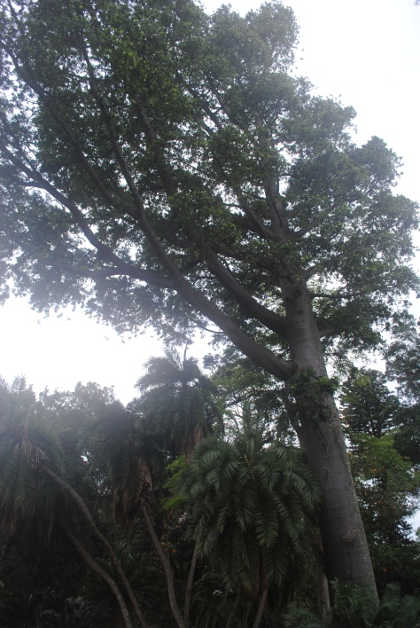  young specimen of the Kauri Pine (Agathis australis) a tree species native to Australia and New Zealand that in the wild is one of the largest trees in the world. 