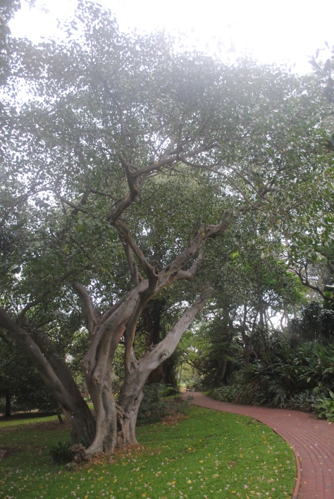 Ficus religiosa –  The tree species that Buddah was said to have reached enlightenment while meditation underneath its branches 
