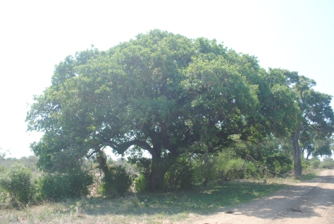 Sausage tree (Kigelia Africana) from afar