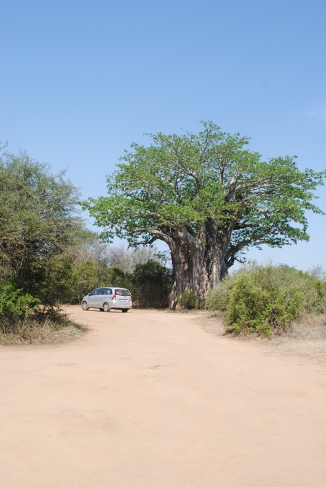 Adansonia digitata - The worlds southern most Boabab Tree