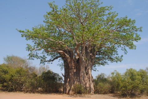 Adansonia digitata - Boabab Tree