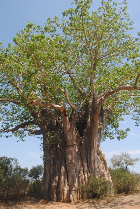 Adansonia digitata - Boabab Tree