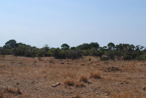 Typical Savanna vegetation with grasslands and sparse tree cover