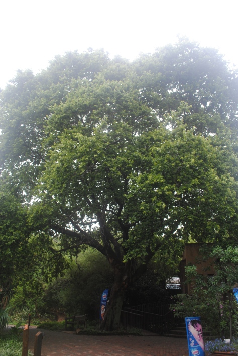 The landscape was adorned with a plethora of Celtis africana forming beautiful shade trees throughout the garden. The genus has related species in North America such as Celtis occidentalis which can be found locally in Ithaca. 