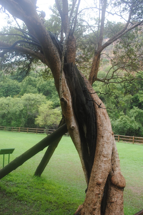 A tree that was struck by lighting killing half of it and one of South Africa’s many interesting arboricultural interventions. 