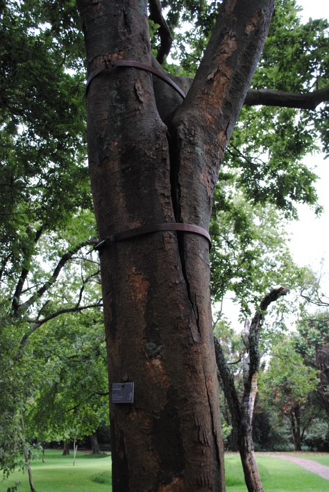 Another interesting arboricultural attempts to save this cracked Celtis Africana. 