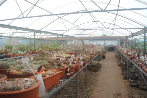 Succulent Greenhouse 