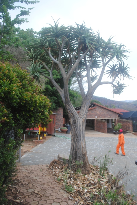 A 12 year old hybrid of the Aloe dichotoma and Aloen barberae. This cross grows extremely quickly and giving the impression of the slow growing Quiver Tree (Aloe dichotoma) native to the winter rainfall region in the north western cape. 