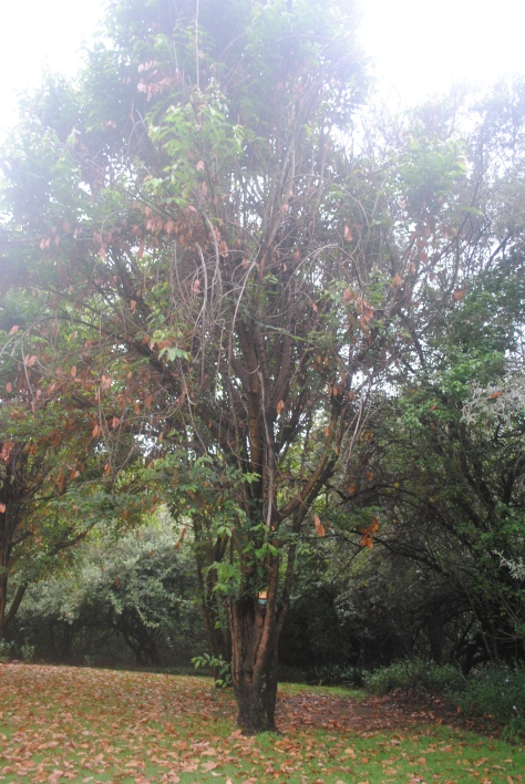 Johannesburg experiences winter frost which challenges many of the tree species attempted to grow in the garden. Visible dieback in this picture is from winter cold damage.  