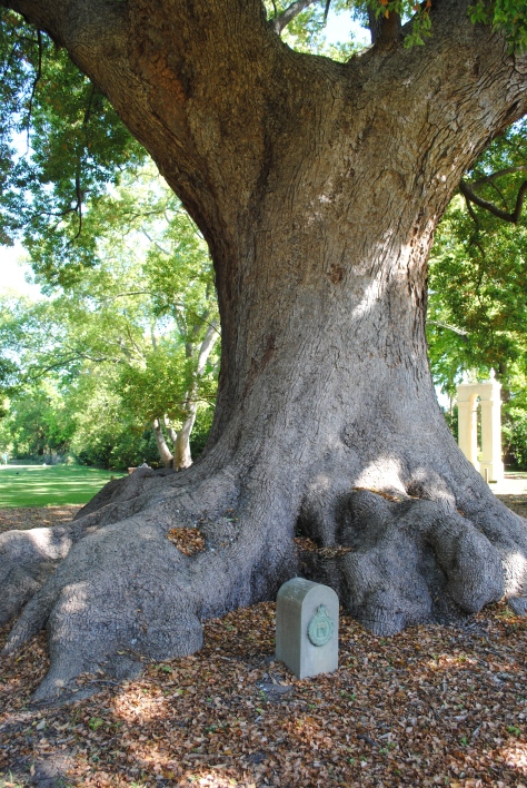 Central bowl of Camphor tree showing its massive size. 