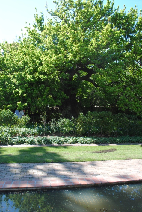  Oldest English Oak Quercus robur in South Africa from afar planted at some point between 1700 – 1706 by Willem Adriann van der Stel. 