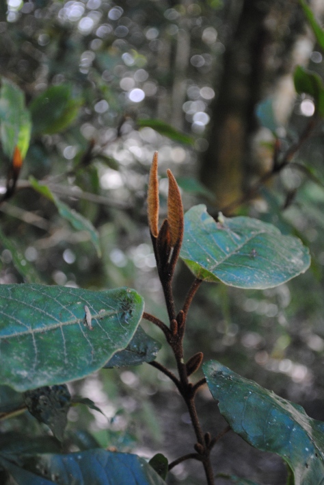 Leaves and naked buds of Trichoclauds crinitus. This shrub is one of the dominate species found in the understory of the forest of the Garden route 
