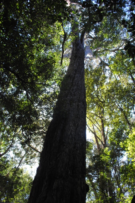 King Edward VII (Podocarpus falcatus) towering towards the sky in habitat