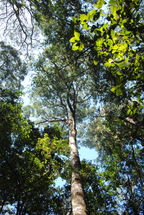 Olea capensis and towering above the forests providing a feel for the canopy of the area 