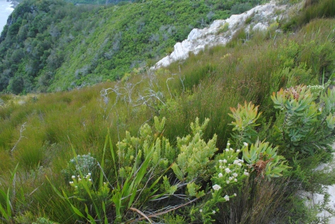 Fynbos vegetation giving way to coastal forest bellow 