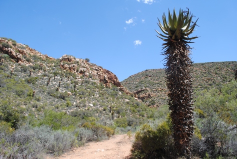 Aloe Ferox and arid landscape of the South African interior 