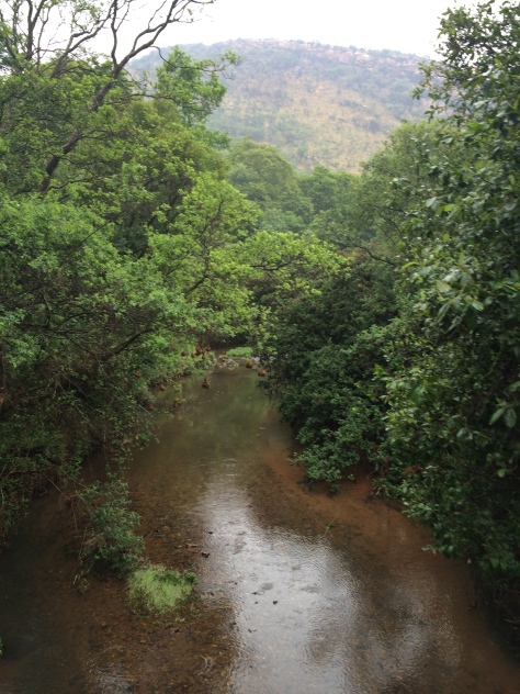 Wildlife corridors adjacent to river 