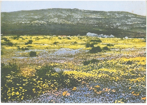 Herre first color photographs and post card of flowering nemaqualand 