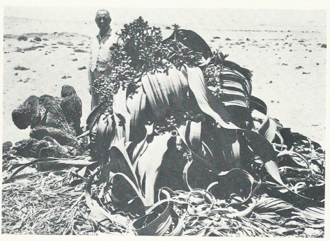 1961 Hans Herre, Welwitschia close to Usakos