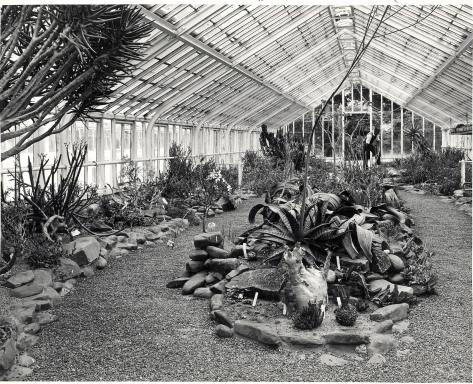 1966 Helmut Meyer, in Welwitschia huis