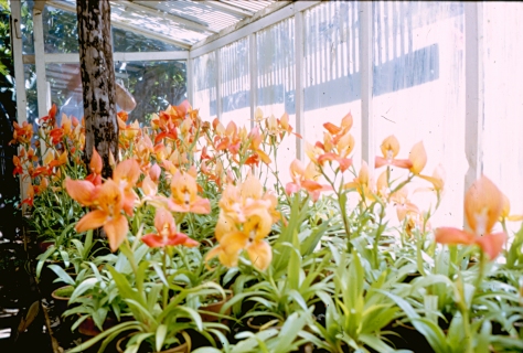 Disa uniflora plants of Helmut Meyer