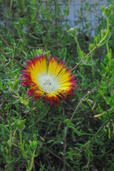 Drosanthemum bicolor solatary