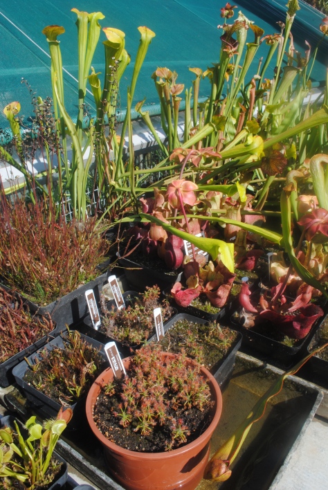 Carnivorous plant collection 