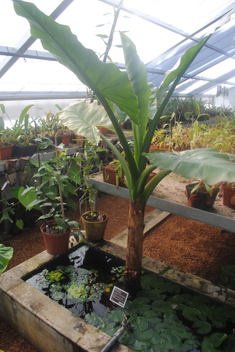 Orchid House w/ Typhonodorum lindleyanum (Water Banana) 