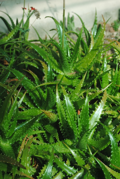 Aloe dorotheae – An endangered Tanzanian aloe species